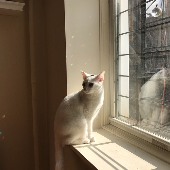 Meet your Posher, Lauren - Picture 1 of 1